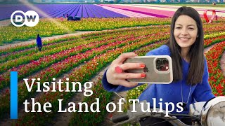 The Netherlands in Spring Keukenhof and Tulip Barn – is the Tulip Hype Worth the Trip [upl. by Olotrab]