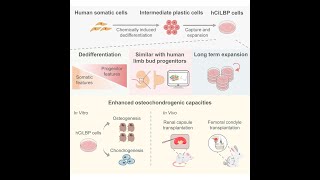 New Horizons in Regenerative Medicine Human Expandable LimbBud Progenitors [upl. by Anayet]