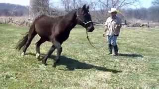 Stringhalt in Horses  Irongate Equine Clinic  WI [upl. by Gnues]