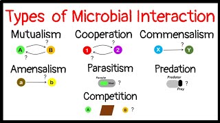 Microbial InteractionMutualismCooperationCommensalismAmensalismParasitismPredationCompetition [upl. by Eleynad]