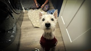 We Rescued Another Westie  Ernie UPDATE  Winter In Iowa [upl. by Halladba]