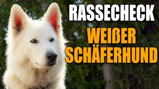 Weißer Schweizer Schäferhund Rassecheck  Rasseportrait Rassebeschreibung [upl. by Marylou]