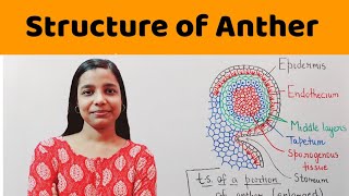 structure of microsporangium  structure of anther   BSc  MSc  NEET  PGT Biology [upl. by Ballou]