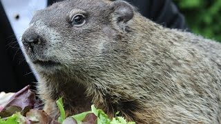 La marmota Phil predice una primavera temprana [upl. by Allak]