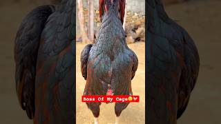 Boss Of My Cage  Top Aseel Bird 🐓shorts rooster chicken aseelmurga youtubeshorts [upl. by Eillim]