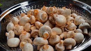 mushroom recipe  mushroom food cultivation  by vasi lovely food [upl. by Farro374]