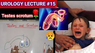 Urology surgery lecture 15 testes and scrotums undecended testis ectopic testis [upl. by Windy]