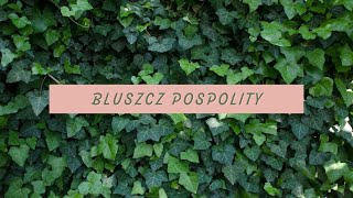 BLUSZCZ POSPOLITY  WADY I ZALETY [upl. by Nylatsirhc]