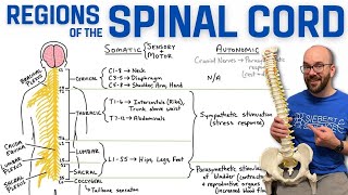 Spinal Cord Regions  What Each Region Controls [upl. by Kcirde400]