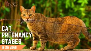 Cat Pregnancy Stages Week by Week  Understanding Your Cats Labor Journey [upl. by Medor]