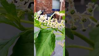 Pokeberry  American pokeweed berryshortsjapan [upl. by Annaoj673]