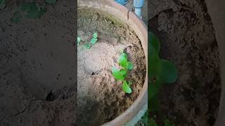 Vegetative propagation of Bryophyllum from its leaves shortsyoutube shorts [upl. by Swiercz]