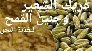 الإقبال الشديد للنحل على جنين القمح وفريك الشعير [upl. by Harpole]