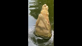 Close up to a giant saltwater crocodile feeding [upl. by Airol]