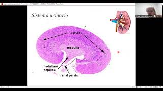 HISTOLOGIA DO SISTEMA URINÁRIO [upl. by Nicolina670]