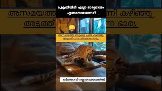 Salih Thacher  Ella jeevikalum orupole 😅 Plz subscribe channel to watch more videos 🌹 [upl. by Madeline]