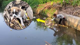 Teased and stuck in the ditch the puppy cried out for his mother until exhausted [upl. by Holmes]