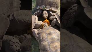 Tortoise asmr [upl. by Acquah]