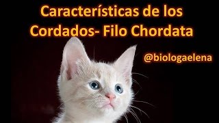 Características de los Cordados  Filo Chordata  Reino Animal [upl. by Thisbee752]