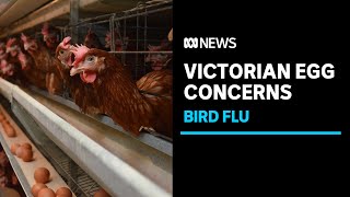 Concerns over supply of eggs after two bird flu outbreaks in Victoria  ABC News [upl. by Cornel]