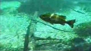 Largemouth Bass and the Lateral Line [upl. by Krystle]