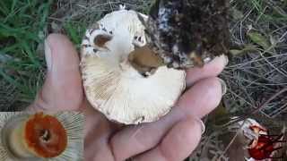 Chlorophyllum brunneum Australia Shaggy Parasol [upl. by Craig]