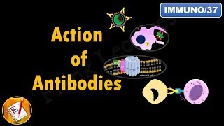 Action of Antibodies Neutralization Opsonization Complement Activation and ADCC FLImmuno37 [upl. by Land403]