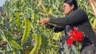 Matar paneer recipe with freshly picked green peas Village style Matar paneer recipe [upl. by Anirazc821]