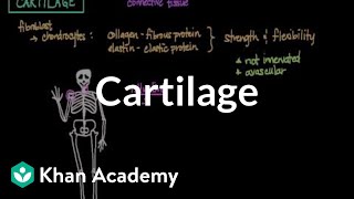 Cartilage  Muscularskeletal system physiology  NCLEXRN  Khan Academy [upl. by Baynebridge]