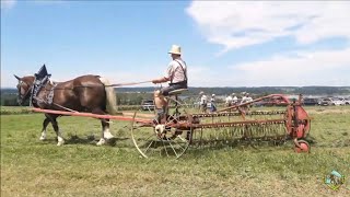 Historische Landwirtschaft mit Pferden  Wie es früher mal war [upl. by Trask692]