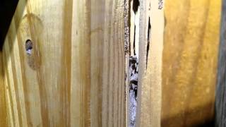 Noisy Termites inside a Home Coptotermes  Turn Sound up [upl. by Iphagenia727]