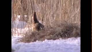 Female Ringnecked Pheasants [upl. by Musihc700]