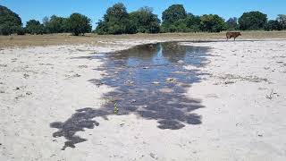 The 2022 flood arriving in Eretsha Okavango Delta [upl. by Bolten]