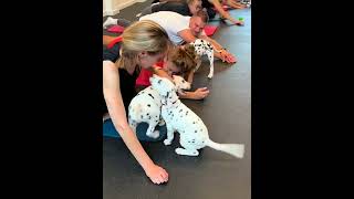 Puppy Yoga Lietuva satisfying pimple [upl. by Adnilev]