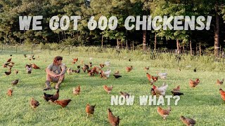 We ordered 600 chickens for our small farm Pasture raised chickens for eggs How we did it [upl. by Whitnell]