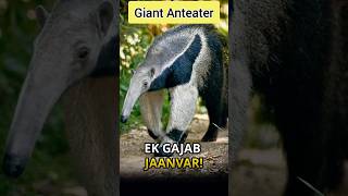 WILD Anteaters EXPOSED shorts facts [upl. by Eikcin]