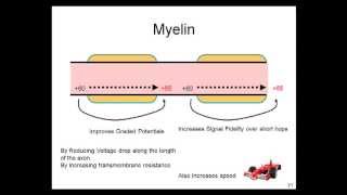 Graded Potentials Action Potentials Electrotonic Conduction Myelin [upl. by Chamkis]