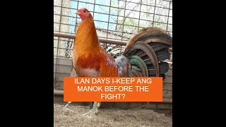 Sabong Pointing ILAN DAYS IKEEP ANG MANOK BAGO ILABAN [upl. by Ytrebil]