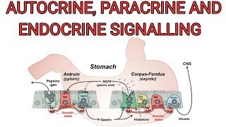 Autocrine paracrine and Endocrine signalling [upl. by Pufahl]