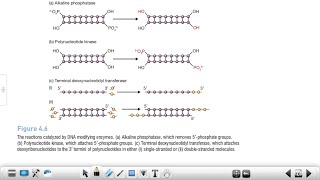 Alkaline Phosphatase  Polynucleotide Kinase  Reverse Transcriptase Terminal Transferase BET JRF✅ [upl. by Werdma]