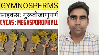 Cycas  Megasporophyll साइकस गुरुबीजाणुपर्ण [upl. by Westland184]