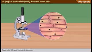 Scienze1osservazione al microscopio ottico delle cellule di una cipolla [upl. by Nothgiel]