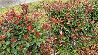 Red Tip Photinia Leaf Spot Treatment Rejuvenation Part 1 [upl. by Centeno103]