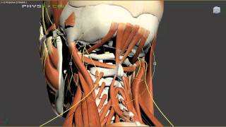 Headaches  Mechanical and Nutritional Causes of Headache Pain [upl. by Assirram13]