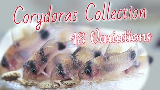 CORYDORAS FISHROOM TOUR 18 different Species of CORY CATFISH [upl. by Kin290]