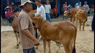 Sapi Seharga 73 Juta Benarkah Pak Nyaman Pasar Sapi Wagenan 19 April 2019 [upl. by Ahcrop]