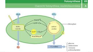 Binas tabellen  Dissimilatie fotosynthese [upl. by Adelheid]