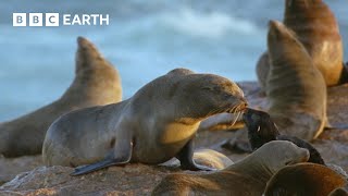 Hungry Hyenas Threaten Seals  Natural World Mothers and Babies  BBC Earth [upl. by Nnod]