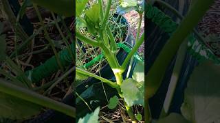 Growing Okra Plants In Grow Bags garden gardening [upl. by Mushro]