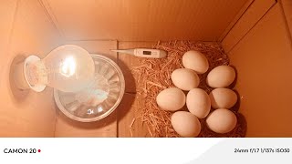 Start a Business in 3 minutes  make eggs into chick  chicken egg hatch [upl. by Anyel819]